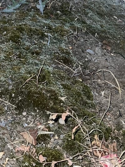 The media file shows a close-up, overhead view of mossy ground with dry grass and debris. The moss is a vibrant green, covering a significant portion of the frame. Scattered across the moss and the surrounding dirt are dry, beige grass stalks, some long and wispy, others broken into smaller pieces. There are also a few dry leaves, some brown and curled, and a small piece of pink material, possibly from a flower or fabric, is visible in the upper right corner. Small pebbles and dirt are interspersed among the moss and grass. The lighting suggests it may be daytime, possibly overcast or in shade, as there are no harsh shadows. The overall impression is of a natural, somewhat untidy ground surface in an outdoor setting. There is no text visible in the image. The location context is Qoyankus, Kazakhstan.