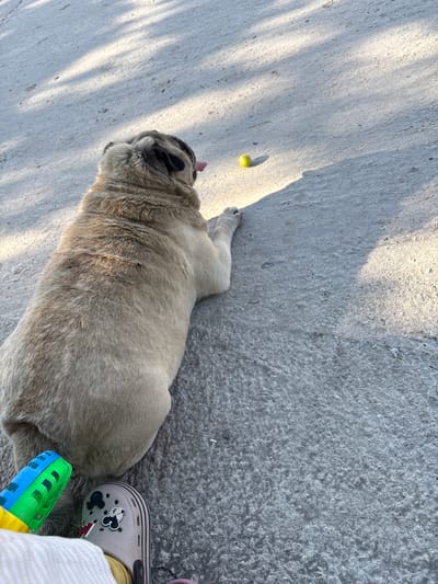 The image shows a pug lying on a concrete surface, outdoors. The pug is light brown and has its tongue sticking out. A small, yellow ball is on the ground a short distance away from the dog. A child's colorful toy and a shoe with Mickey Mouse decorations are visible in the foreground. The ground is textured concrete, with shadows cast by an unseen object, possibly a tree or building, suggesting it is daytime. The scene is located in Slanchevo, Bulgaria.