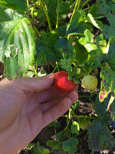 A human hand is shown gently holding a ripe red strawberry in a garden setting. The strawberry is plump and vibrantly red with visible seeds. In the background, several green strawberry leaves are visible, some displaying dark purple spots, suggesting a potential plant disease or nutrient deficiency. Beside the ripe strawberry, an unripe, pale green strawberry is also visible on the plant. The ground beneath the plants appears to be dark soil. The lighting suggests it is daytime, possibly with direct sunlight casting shadows. The location is specified as Egorovca, Moldova.
