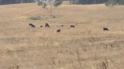A dry, grassy field occupies the frame, dotted with dark-colored cows grazing. The field slopes gently upwards towards a line of trees and a lone, taller tree in the background. The grass appears yellow-brown, indicative of dry conditions. The cows are dispersed across the field, some standing and grazing, others possibly resting. The overall scene suggests a rural or agricultural setting under dry weather conditions.
