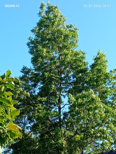 This is a vertical, medium-shot, eye-level photograph taken outdoors, likely during the daytime under clear skies. The primary subject is a tall, leafy tree, its branches and dense green foliage filling the majority of the frame and reaching towards the bright blue sky. The texture of the leaves is detailed, with sunlight filtering through, creating a vibrant and lively appearance. Some lighter green leaves are visible towards the left side of the frame, suggesting they might be from a different, closer plant or a different part of the same tree. The background is a clear, uninterrupted blue sky, indicating fair weather and good visibility. There are no people or animals visible.
The scene appears to be set in a natural or semi-natural environment, possibly a park, garden, or a more rural area, given the prominence of the tree. The time of day is suggested by the bright light and the clarity of the sky, likely mid-morning or afternoon.
Visible text overlayed on the image includes "REDMI A3" in the top left corner, likely indicating the device used to capture the photograph. In the top right corner, a timestamp "01.07.2026 18:17" is present. Given the location context of Pshap, Abkhazia, this image depicts a peaceful natural scene.