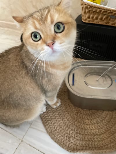 An indoor, high-angle, close-up shot features a short-haired cat with striking, large green-blue eyes and golden-brown and white fur. The cat gazes directly at the camera with an alert and curious expression, its long white whiskers fanning out from its snout.
Behind the cat's head, to the right, is a transparent, oval-shaped automatic pet feeder or water fountain, displaying a faint blue indicator light. In the upper left corner, a portion of a light brown woven basket is visible, adjacent to a dark, possibly electronic device with vertical vents. The cat is situated on a light-colored tiled floor, which is particularly visible in the bottom right. Next to the pet feeder and extending to the right, there is a circular or oval-shaped woven mat made of a brown, natural fiber like jute or sisal, featuring a textured, looped pattern.
The setting is a domestic interior, consistent with a home environment, and is located in Лесной Пейзаж Кп (шарапово), Russia. The lighting is bright and even, highlighting the cat's features. No text is visible in the image. The primary activity is the cat looking intently at the camera.