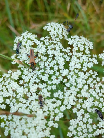 This close-up, vertical shot showcases a cluster of delicate white wildflowers, likely Queen Anne's Lace, with a verdant green, out-of-focus background of grass and foliage. Several insects are actively engaged with the flowers.
The most prominent subject is a large, reddish-brown beetle with prominent antennae and legs, positioned centrally on the flower cluster. To its left, a smaller, dark blue or black insect with iridescent wings is perched on a bloom. Higher up and to the right, a slender, black insect with long legs and antennae is captured mid-motion, appearing to be in the process of landing or taking off. In the lower half of the image, a small, dark insect, possibly a bee or wasp, is visible on a cluster of white petals. Towards the bottom right, another small, dark insect with distinctive orange markings is seen on a flower.
The lighting suggests it is daytime, with no specific indicators of time of day or weather conditions, other than the general brightness. The natural setting implies an outdoor environment, possibly a meadow or field, consistent with the provided location context of Madzhalis, Russia. No text is visible in the image. The activity observed is primarily insects interacting with the flowers, suggesting foraging or pollination. The overall mood is natural and tranquil, focusing on the intricate details of the flora and fauna.