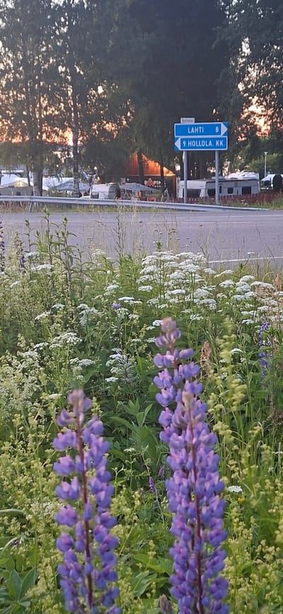 In Salpakangas, Finland, a roadside scene unfolds with a focus on nature and signage. In the foreground, a dense cluster of purple lupine flowers stands prominently, their tall stalks reaching upwards amidst a variety of other wildflowers and green foliage. The flowers are in various stages of bloom, with some buds still closed and others fully opened. Behind the flowers, a paved road is visible, bordered by a metal guardrail. Across the road, a blue and white directional sign displays two destinations: "LAHTI 8" pointing right, and "9 HOLLOLA, KK." pointing right. Further in the background, trees with dappled sunlight filtering through their leaves form a natural backdrop. Hints of a campground or event area can be seen with several white tents and RVs parked. The overall atmosphere suggests a warm, possibly late afternoon or early evening setting.