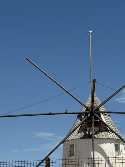 A medium shot captures the upper portion of a white, traditional windmill against a clear, bright blue sky with a few wisps of white clouds. The windmill, located in San Pedro del Pinatar, Spain, has a conical, weathered wooden roof. Four wooden arms extend from the central axis of the windmill, some angled upwards and others downwards. A tall, slender wooden pole extends vertically from the center of the windmill's roof. A single white bird, likely a seagull, perches atop this vertical pole. Two other birds, smaller and darker in appearance, are perched on one of the horizontal wooden arms of the windmill. Below the windmill, a black metal fence is visible, partially obscuring the lower part of the structure. Two small, rectangular windows with barred openings are present on the windmill's white facade. The overall impression is one of a sunny day in a coastal town, highlighting the architecture of the windmill and its avian visitors.