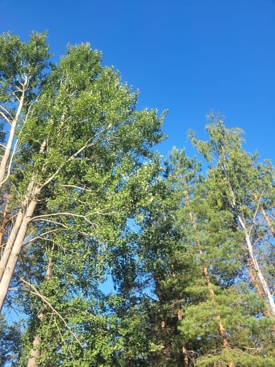 This is a low-angle, full-frame shot of tall trees against a clear, bright blue sky. The image captures a dense forest canopy with a variety of trees, including deciduous trees with wide, green leaves and coniferous trees with needle-like foliage. The sunlight filters through the leaves, creating a dappled effect. The trunks of the trees vary in color and texture, with some appearing smooth and light-colored, possibly birch, while others are rougher and darker, suggesting pine or other conifer species. The overall impression is one of a vibrant, healthy forest on a sunny day. No people or man-made objects are visible.
This scene is consistent with the natural landscapes found in and around Gävle, Sweden, a city known for its extensive forests and proximity to natural parks and reserves. Given the type of trees visible, this could be a common scene in the numerous woodlands that surround Gävle, such as those found in the Gävle Nature Reserve or along the coastline.