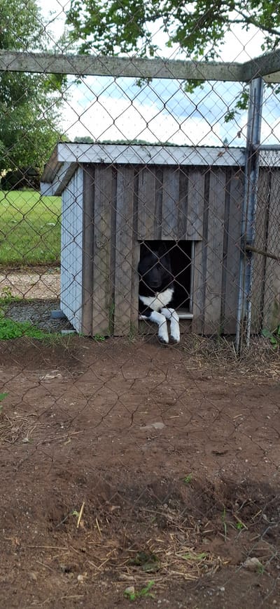 A black and white dog with white paws and chest is looking out of the opening of a wooden doghouse. The doghouse is situated outdoors and is partially enclosed by a chain-link fence. The foreground consists of dirt and some dry grass, with the chain-link fence in the immediate foreground. In the background, there is a green lawn, trees, and a cloudy sky. The location is described as being in Viru-Jaagupi alevik, Estonia.