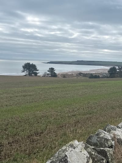 The image depicts a coastal landscape viewed from an elevated position in the city of Braehead of Lunan, United Kingdom, under an overcast sky. In the immediate foreground, a cluster of lichen-covered grey rocks forms a low boundary on the lower right. Extending from the foreground into the midground is a field of short, sparse stubble with patches of green, characteristic of agricultural land. The field slopes gently towards the coast.
In the midground, a sandy beach with visible waves meets a calm, grey-blue sea. Two prominent dark evergreen trees, possibly pines, stand near the beach on the left and center-right. Between these trees and the shoreline, two small, indistinct brown figures, possibly deer, are visible on the sandy terrain. Further along the coastline to the right, a green headland extends into the sea, defining a bay. On the far right, near the headland, a few indistinct buildings indicate a distant settlement. The sky is uniformly covered with multiple layers of grey stratus clouds. No human subjects or their direct interactions are present.