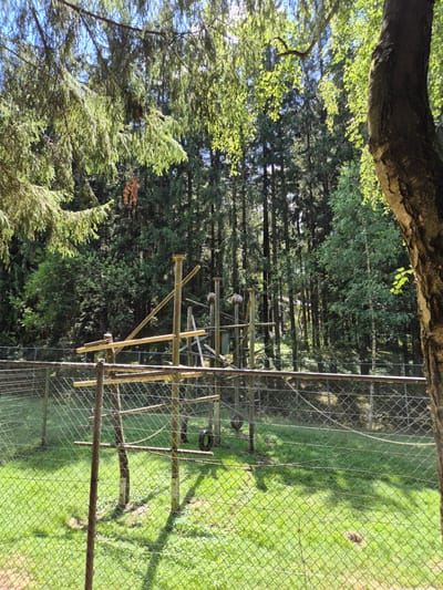 The image shows an outdoor enclosure in a wooded area, likely a zoo or wildlife park. A chain-link fence runs across the foreground, with a grassy area behind it. In the enclosure, there is a wooden climbing structure with various horizontal bars, poles, and ropes. A black tire hangs from a rope on the right side of the structure. The background is filled with tall trees, suggesting a forest environment. The lighting indicates it is daytime with sunlight filtering through the leaves. There are no people or animals visible in the frame. This scene is located in the city of Reisbach, Germany.