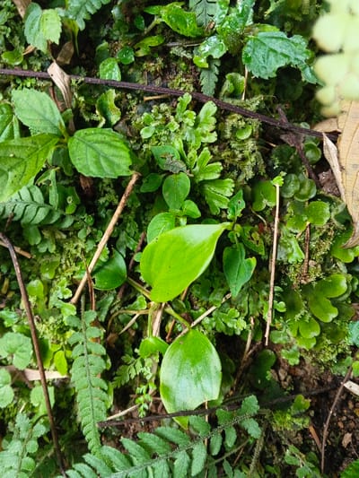 The image displays a detailed, overhead perspective of dense natural ground cover located in the city of Soibada, East Timor. The scene is composed of various green plant species, predominantly including different types of ferns with pinnate fronds, a significant presence of mosses, and several forms of liverworts. Multiple plants with broader, ovate, smooth-edged leaves are interspersed throughout, with one prominent, bright green, ovate leaf near the center-right exhibiting a reflective sheen. Dark brown soil is visible beneath the vegetation in less dense areas. Scattered among the plant life are numerous thin, brown, dried twigs or plant stems. A fragment of a larger, desiccated, light brown leaf is visible along the far right edge of the frame. No individuals, animals, or artificial objects are present. The illumination is consistent with diffuse natural light.