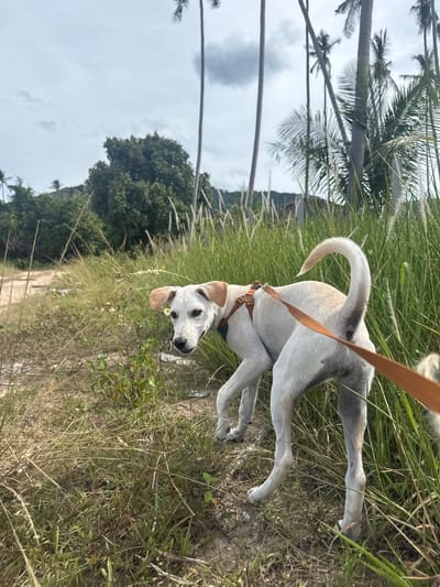A medium-sized, short-haired, white dog with tan markings on its ears is being walked on a leash in a grassy area near a dirt path. The dog is wearing a tan harness and is looking back towards the camera. The environment appears to be tropical, with palm trees and dense foliage visible in the background. The sky is overcast. The location is identified as Baan Nok Sai, Thailand.