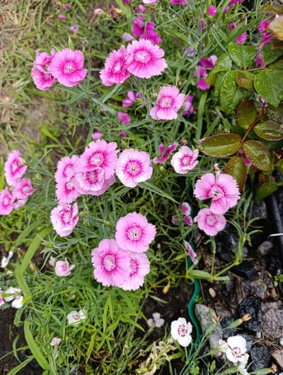 A close-up, eye-level shot captures a cluster of bright pink dianthus flowers with serrated petals and dark pink centers, interspersed with lush green foliage and dew drops, suggesting a recent rain. To the right, several dark green, wet rose leaves with visible water droplets are prominent. The background is a mix of dark soil, grey and black stones, and dry grass. The scene is set outdoors, likely in a garden or natural setting within or near Белавушскі сельскі Савет, Belarus, characterized by its rural landscape and diverse flora. There are no people or animals present in the image.