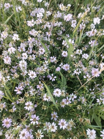 This is a close-up, top-down shot of a dense patch of wild flowers with light purple and white petals, interspersed with green foliage and blades of grass. The flowers are small and delicate, with some appearing fully bloomed while others are in bud or past their prime. The overall impression is one of a natural, untamed meadow. The lighting suggests it might be daytime, possibly overcast or early morning/late evening due to the soft, diffused light. There are no people or identifiable objects other than the flora. The scene is tranquil and peaceful, evoking a sense of nature's simple beauty. The location is identified as Ananiv, Ukraine, implying a rural or semi-rural setting where such wildflowers would naturally grow. There is no visible text in the image.