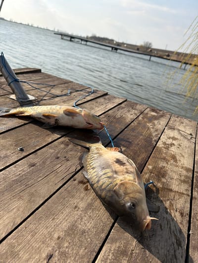 The image depicts two dead carp fish lying on a weathered wooden dock in Utash, Russia. The dock consists of dark brown planks, showing some moisture and wear. The fish are positioned on their sides. The upper fish, oriented with its head to the left, is pale yellowish-brown with visible scales and a slightly open mouth/gills. The lower fish, oriented with its head towards the bottom right, exhibits a similar coloration with darker blotches on its upper body and distinct barbels near its open mouth. A blue synthetic string or rope connects the two fish; it appears to be threaded through the gills or mouth of both. A segment of this blue string extends from the upper fish and is loosely wrapped around a vertical silver-colored metal pole, which is secured to the dock planks with bolts. In the mid-ground, a large body of calm, grey-blue water is visible, extending to a distant horizon. Across the water, a long, low structure, possibly a pier or bridge, is discernible, with a faint shoreline and sparse vegetation beyond it. The sky above is light blue and appears hazy. Slender, light-colored plant tendrils are partially visible on the far right edge of the frame. The scene is illuminated by direct sunlight, casting distinct shadows from the fish and the pole onto the wooden planks.