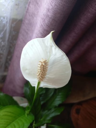A close-up, eye-level, medium shot captures a single white peace lily flower in bloom. The flower's distinctive spathe, or modified leaf, is a pure white, heart-shaped structure with a slightly pointed tip. Centered within the spathe is the spadix, a creamy-beige, cylindrical spike covered in tiny, spiky protrusions. The green, glossy leaves of the plant are visible at the bottom of the frame. The background is softly blurred, featuring a textured, mauve-colored curtain on the right and a lighter, sheer curtain with a floral pattern on the left. The overall lighting is soft and diffused. There is no indication that this image is located in Churapcha, Russia.