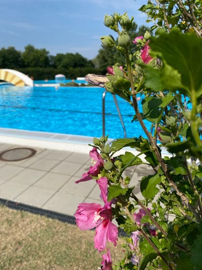 The image captures a close-up view of pink hibiscus flowers and green foliage in the foreground, with a bright blue swimming pool in the background. The pool area features light-colored tiled paving and a portion of a yellow and white arched structure. The environment appears to be outdoors during the day, with a clear blue sky visible. Trees line the horizon behind the pool. The scene is likely at a public swimming pool or a private residence in Deutschkreutz, Austria.