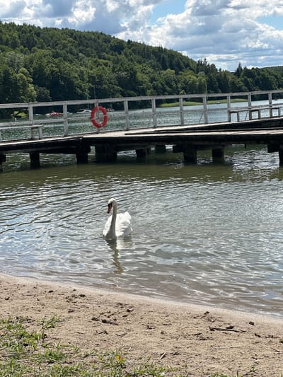 A tranquil scene unfolds at the edge of a lake in Chmielno, Poland. In the foreground, a sandy beach transitions into the rippling water. A lone white swan gracefully glides across the lake's surface. In the midground, a wooden pier extends out over the water, supported by pilings. A white railing runs along the pier, and a red life preserver is attached to one of the posts. Beyond the pier, the far shore of the lake is lined with a dense forest of green trees. The sky above is a mix of white clouds and blue sky. A few small boats and people are visible in the distance on the lake.