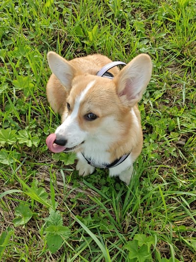 A high-angle, medium shot captures a young, tan and white Corgi dog sitting in a patch of green grass and weeds. The dog's head is turned to its left, with its tongue sticking out as if licking its nose. Its large ears are alert and pointed upwards, and its dark eyes gaze toward the left. A thin, grey and black collar is visible around its neck. The background consists of dense green grass with some dry, brown blades scattered throughout. The scene appears to be outdoors, with no indication of a specific urban location, including Rassol'naya, Russia.