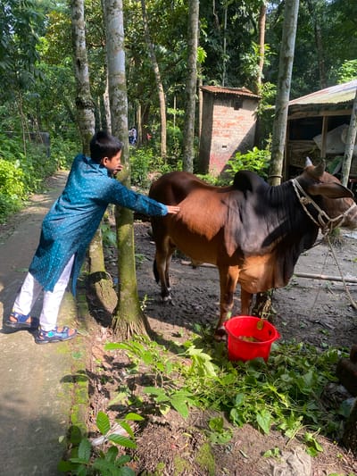 In Hizla, Bangladesh, a brown bull is tied near a red bucket filled with green leafy plants. A person in a blue kurta and white pants stands beside the bull, their hand reaching towards its body. Trees surround the scene, with a brick building and corrugated metal structures visible in the background. The ground is a mix of dirt and foliage.