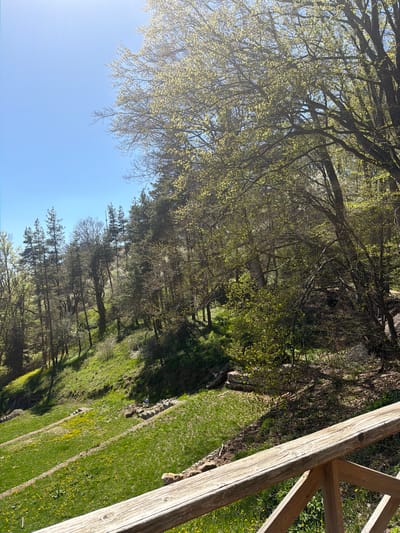 The image shows a partially obscured view of a grassy area with scattered yellow wildflowers, bordered by trees and a wooden fence-like structure. The sky is visible above the trees, with a clear blue gradient. The location is likely in Ichera, Bulgaria.