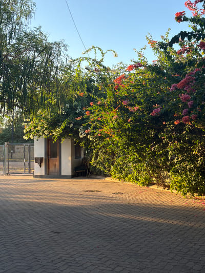 The image depicts an outdoor scene, likely in Pemba, Mozambique. A paved walkway, constructed from interlocking grey bricks, occupies the right side of the frame and is partially illuminated by the warm glow of late afternoon sun, casting long shadows across its surface. To the left of the walkway, a dense, verdant bush is in full bloom, adorned with clusters of pink, red, and white flowers, suggesting a tropical or subtropical climate.

Behind the bush, a small, white building with a dark-trimmed roof and windows is visible. It has a wooden door and what appears to be a louvered window on the upper story. In front of the building, a metal gate or fence suggests a boundary. In the foreground, on the left, a large tree with sparse, branching limbs and smaller green foliage adds to the lushness of the setting. The sky is a clear, bright blue, indicating fair weather. The overall impression is one of a peaceful, residential or garden area bathed in the golden light of a fading day. No people are visible, and there is no discernible text.