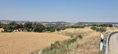 The image depicts a wide, panoramic view of a rural landscape under a clear, pale blue sky. In the foreground, a field of golden wheat stretches across the left side of the frame. To the right of the wheat field, the terrain slopes upward, covered in dry, tall grass and scattered green bushes. A paved road curves into the scene from the right, bordered by a metal guardrail and several white directional posts with black circles.

In the middle ground, a cluster of mature trees with dense green foliage stands near the edge of the wheat field. Beyond these trees, the landscape unfolds into rolling hills dotted with more trees and fields, suggesting agricultural activity. In the distance, the horizon is marked by a series of low, undulating hills and plains, with a hazy, muted quality to the furthest elements. A building with a light-colored roof is visible on the far right, near the road.

The overall impression is one of a warm, sunny day in a dry, Mediterranean-like climate, likely during the harvest season given the appearance of the wheat field. The location is specified as Angüés, Spain. There are no people or animals visible in the image. The scene is static and peaceful.