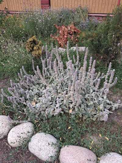 The image shows a garden bed in Guldala, Kazakhstan. The garden features a variety of plants, including a large, bushy plant with fuzzy gray-green leaves and tall spikes of pale purple flowers in the foreground. Behind this plant, there are various other plants, including small blue flowers, dried brown leaves, and evergreen shrubs. Several large, smooth, rounded stones are placed along the edge of the garden bed. A wooden fence forms the background.