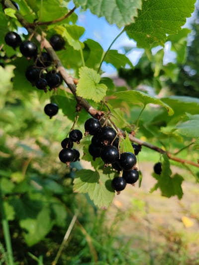 A close-up, vertical shot captures a branch of blackcurrants laden with ripe, dark berries. The berries are round and glossy, hanging in clusters from thin stems, interspersed with vibrant green leaves. The branch itself is brown and woody. The background is a blur of green foliage and a bright blue sky, with hints of dappled sunlight. The scene appears to be outdoors, likely in a garden or natural setting. The specific location in Mysovoe, Russia, is not evident from the visual information alone.