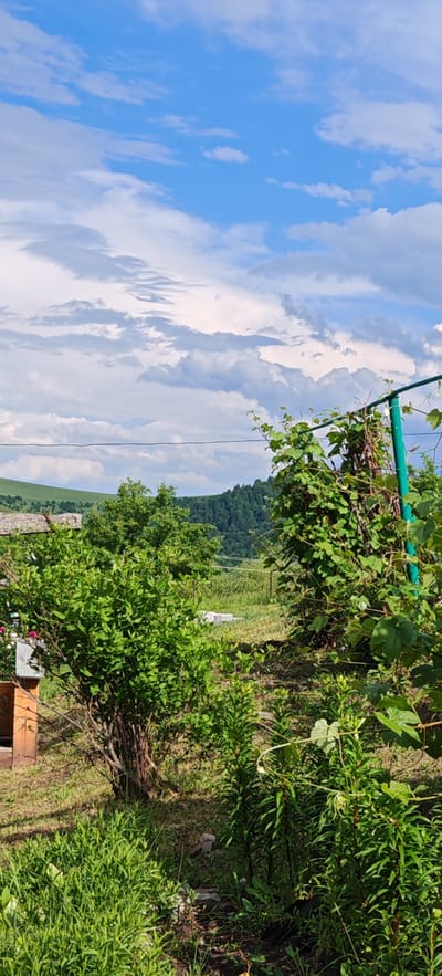 The image depicts a verdant outdoor scene, likely in the village of Altayskoye, Russia, given the prompt. The foreground is dominated by lush green foliage, including a large bush with dense leaves and tall, slender plants with thin leaves. To the left, a portion of a wooden structure, possibly a beehive or a shed, is visible, with a few pink flowers nearby. A green metal pole supports vines with broad leaves, creating a natural canopy on the right side of the frame. In the mid-ground, more trees and vegetation are present, with hints of distant structures and a wire stretching horizontally across the scene. The background features rolling hills covered in dense, dark green trees, transitioning to lighter green, grassy slopes under a bright blue sky filled with dramatic white and gray clouds. The overall impression is a tranquil, rural landscape bathed in natural light.