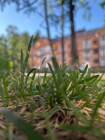 The image is a low-angle, close-up shot of green grass blades in the foreground. The grass is slightly out of focus in some areas, with some dry, straw-like blades mixed in. Behind the grass, a building with orange-toned siding and white-framed windows is visible. The building appears to be multi-story. Trees with green foliage and a clear blue sky are seen above and around the building, suggesting an outdoor setting during daylight. The overall impression is one of nature juxtaposed with architecture. The time of day appears to be daytime, and the weather is likely clear and pleasant, given the blue sky. No people or text are visible in the image. The orientation of the image is such that the grass is closest to the viewer and appears to be growing upwards from the ground.