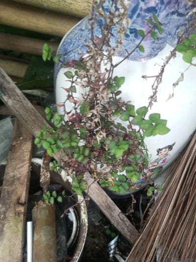 The image captures a close-up view of a plant growing near and partially over a decorative ceramic pot. The plant features small, rounded leaves, predominantly green, with some areas exhibiting a reddish-purple hue, particularly on older or less healthy stems. Interspersed among the vibrant leaves are numerous dried, brown leaves and brittle stems, suggesting parts of the plant are withered.
The ceramic pot, partially visible, is white with an ornate blue and white pattern near its rim. A distinct detail on the pot's side is a painted illustration of a figure, appearing to be a traditional Asian woman or child, dressed in colorful attire, reclining or sitting.
The background and foreground are cluttered with various objects. Old, weathered wooden planks with rough textures are prominent, crisscrossing the frame. A cylindrical object, possibly a pipe, in a brown-beige color, and a segment of a white pipe are also visible amidst general debris. To the right, a pile of dry, thin, brown plant material, possibly dried palm fronds or similar fibrous material, is stacked, resembling a traditional broom or thatch. The lighting is soft and diffused, indicating either an overcast day, shade, or an indoor setting, and no specific time of day can be determined. There is no visible text in the image. The scene appears to be an outdoor or semi-outdoor storage or neglected area.