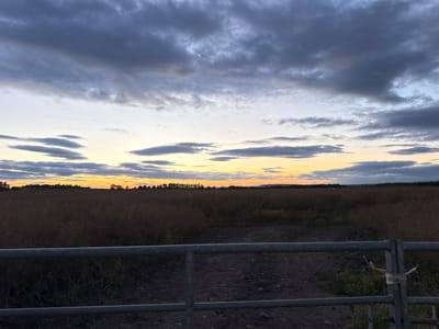 A wide shot captured at dusk shows a rural landscape in Cressage, United Kingdom. The sky is filled with dramatic clouds, ranging from dark gray to lighter shades, with a strip of orange and yellow visible near the horizon. In the foreground, a metal gate runs horizontally across the frame, with a dirt path leading through it into a field. The field itself is covered in dry, brown vegetation, likely crops nearing harvest. A line of trees and a distant, undulating horizon complete the scene. The lighting suggests the end of the day, with shadows lengthening and the sky beginning to darken.