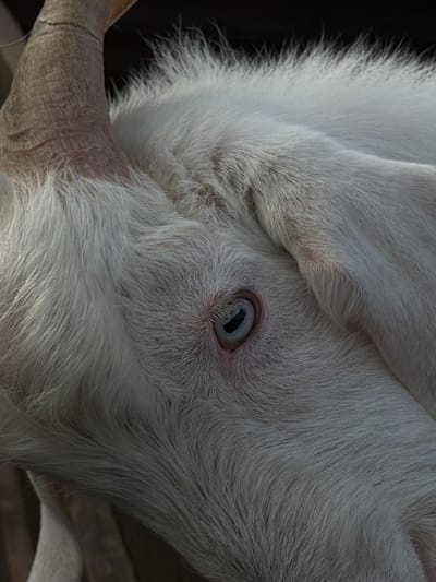 A close-up, angled view of a white goat's head. The goat has a light-blue eye with a dark pupil. A prominent horn is visible on the left side of the frame. The goat has white fur. The location is Polivanovo, Russia.