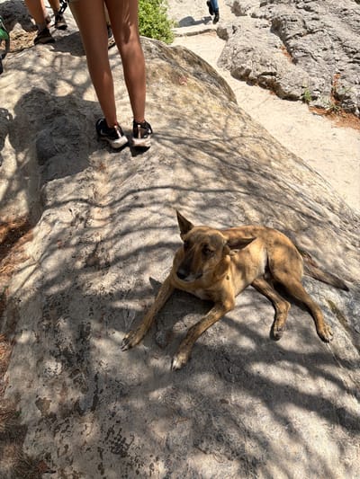 The scene depicts an outdoor, rocky environment in San Miguel Atlapulco, Mexico, under bright daylight with dappled tree shadows. A medium-sized dog, tan with brindle markings, is lying prone on a large, grey-brown rock in the foreground and midground, appearing to look towards the viewer. In the upper left quadrant, the lower legs and feet of a person are visible, standing on the same rock; this individual wears light-colored shorts and black and white athletic shoes. Further in the background, another person's lower legs and feet are partially visible, walking on a dirt path between rock formations. The ground consists primarily of large, weathered rock outcrops interspersed with light-colored dirt paths and sparse green vegetation.