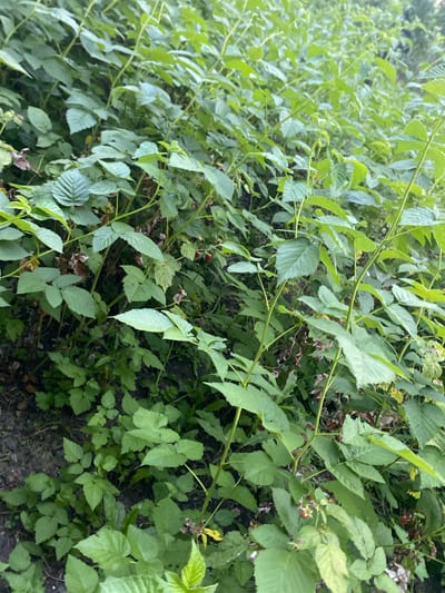 The image displays a dense patch of raspberry bushes with lush green leaves and some ripe red berries visible throughout. The bushes are growing outdoors, likely in a natural or semi-wild setting. The ground beneath the bushes appears to be soil and scattered dry leaves. There are no people or man-made structures immediately apparent in the scene. The image is a medium shot, with the focus on the vegetation. It is not possible to determine the specific location within the city of Negrești, Moldova, from the visual information provided.