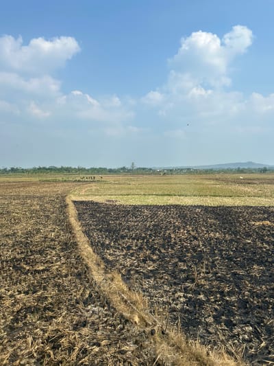 The image shows a panoramic view of a harvested rice field in Tunggu, Indonesia. The foreground is a dry, brown field with stubble from the harvested rice. A narrow, lighter-colored path cuts diagonally through the field. In the mid-ground, the field transitions to a lighter green and yellow, indicating areas where crops might still be growing or have recently been harvested. Further in the distance, a line of trees and vegetation forms a horizon, behind which are some scattered buildings and a hilly landscape under a bright blue sky with scattered white clouds. There are no people or animals clearly visible in the foreground or mid-ground. A small, dark shape, possibly a bird or insect, is visible in the sky in the upper mid-ground.