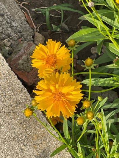 This image captures a close-up view of bright yellow flowers, possibly coreopsis, with multiple buds, growing near a textured gray concrete structure and some red brick fragments. The background consists of dark soil with some green foliage. A small snail is visible on a green stem. The setting appears to be an outdoor garden or landscaping area, possibly within the city of Sredny, Russia.