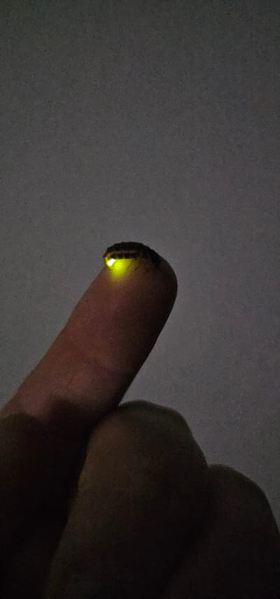 The image shows a close-up of a finger holding a firefly. The firefly is emitting a bright yellow-green light from its abdomen, illuminating the tip of the finger. The background is dark and out of focus, suggesting that the photo was taken at night or in a dimly lit environment. The finger appears to be that of an adult. The overall mood is one of curiosity and wonder, highlighting the natural phenomenon of bioluminescence. The location is identified as Hryhorivka, Ukraine. There is no visible text in the image.