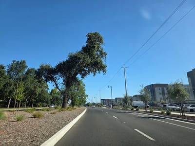 This media file shows a street scene in Elk Grove, California, on a clear, sunny day. The perspective is from a vehicle driving down the road, looking forward and slightly to the right.
The scene features a modern urban environment with several elements. On the left side of the road, there is a landscaped area with gravel, ornamental grasses, and young trees, bordered by a white curb. Further back, a large, mature tree with a distinctive shape dominates the left side of the frame, with more trees behind it.
The road itself is paved asphalt with white lane markings. Several cars are visible on the road, including a white vehicle in the distance. Along the right side of the road, there are newer apartment buildings with multiple stories and a modern architectural style, featuring gray and beige facades and numerous windows. More landscaping, including small trees and shrubs, is present in front of these buildings. Parking areas with cars are also visible in front of the buildings.
Streetlights and power lines are prominent features in the sky, suggesting an developed urban area. The sky is a clear, vibrant blue, indicating good weather with no clouds. The sun is high, suggesting it is likely daytime, possibly late morning or early afternoon given the bright lighting and lack of long shadows.
There is no visible text in the image. The overall impression is one of a new or redeveloped area with a mix of residential buildings and green spaces, typical of suburban or exurban developments in California. No people are clearly visible.