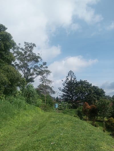 The image depicts a verdant, sloping landscape in the city of Đăk Pxi, Vietnam, under a partly cloudy blue sky. The foreground features a wide expanse of green grass, showing variations in length and density, suggesting an undulating terrain. In the midground, a dense assortment of trees and shrubs forms a natural boundary. Dominant features include several tall deciduous trees with light green foliage and a prominent, dark green conifer, possibly a pine tree, on the right side. Partially visible amidst the vegetation in the mid-right is a light blue, cylindrical object, consistent with a water tank or drum. Further into the background, obscured by the tree line, are faint indications of structures, possibly residential buildings. No individuals, animals, or explicit actions are present within the frame.