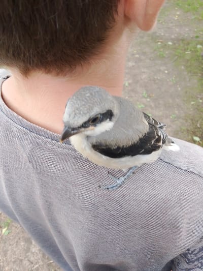 A small bird with gray and white plumage is perched on the shoulder of a person wearing a gray t-shirt. The bird's head is turned to the left, and it is looking downwards. The person's head and neck are visible, with short dark brown hair. The background is blurred and appears to be an outdoor setting with dirt and some green vegetation. The scene is captured from a close-up perspective, focusing on the interaction between the bird and the person.