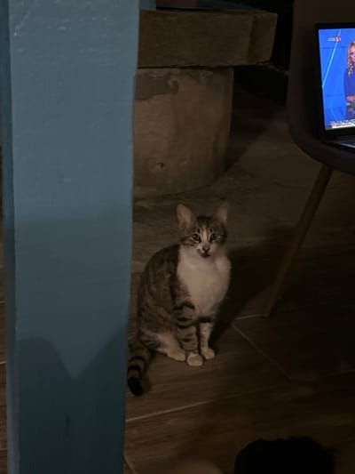 A tabby cat sits on a wooden floor in what appears to be a domestic setting. The cat has white fur on its chest and paws, and is looking directly at the camera. In the background, a laptop is open and displaying a television program with a woman on the screen. The scene is dimly lit, with a blue pillar visible on the left side of the image. The location is identified as Salmanovo, Bulgaria.