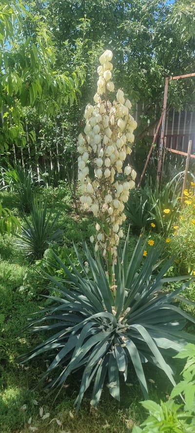 The image depicts a garden scene in Chernomorskiy, Russia. The primary subject is a tall Yucca plant with a prominent stalk of white, bell-shaped flowers. The Yucca's stiff, sword-like leaves spread outwards from its base. In the background, a wooden fence and a metal structure suggest a residential or allotment area. Lush green foliage from various trees and plants surrounds the Yucca, with a few small yellow flowers visible to the right. The lighting indicates it is daytime, with sunlight illuminating the scene. There are no people or animals visible in the image.