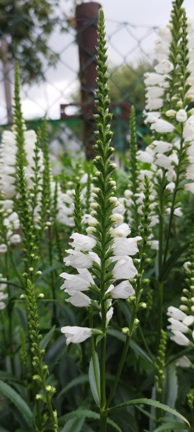 The image shows a close-up view of white Obedient Plant flowers, also known as Physostegia virginiana, in a garden setting. The flowers are arranged in tall, slender spikes with tubular white petals. Many of the blooms are open, while others are still in bud form, appearing as small green protrusions along the stems. The plants have dark green, lance-shaped leaves. In the background, a wire fence and a brown metal post are visible, suggesting the garden is near a boundary or enclosure. Trees and foliage are blurred in the distance, indicating an outdoor environment. The overall impression is one of a garden in bloom, likely during the summer or early autumn. The location is specified as Азгінавіцкі сельскі Савет, Belarus, implying this is a rural or village area. No people or animals are present in the image.