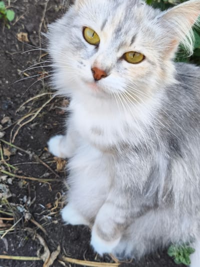 A medium shot, eye-level, outdoor, full body photograph shows a young, fluffy, grey and white cat with yellow eyes sitting on dark soil with dry grass and some green leaves. The cat is looking directly at the camera with its head slightly tilted. Its fur is soft and long, with streaks of grey and white. Its paws are white. The background is blurred, suggesting the cat is the main subject. The image was taken in Ilmino, Russia.
