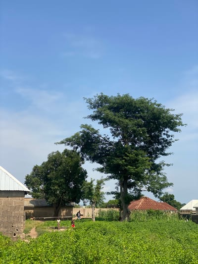 In the city of Daniel, Nigeria, this image captures a vibrant rural scene under a clear blue sky with scattered white clouds. The foreground is dominated by lush, green vegetation, suggesting a fertile agricultural area. To the left, a portion of a building with a corrugated metal roof and rough-hewn stone walls is visible. In the mid-ground, two children stand amidst the greenery, one appearing to be interacting with something in the ground, while the other, wearing red shorts, is looking towards the left. Behind them, a larger tree with dense foliage stands prominently. Further back, several dwellings are scattered throughout the landscape, characterized by mud walls and rusted corrugated metal roofs, typical of local architecture. A person in dark clothing is standing near one of the houses. The presence of the children, houses, and abundant vegetation points to a domestic and agricultural setting within a Nigerian village.