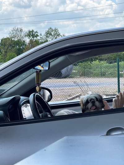A Shih Tzu dog is visible through the open window of a gray vehicle. A person's hand is near the dog's head. Outside the window, there is a chain-link fence, trees, and power lines. The vehicle appears to be in Ub Municipality, Serbia.