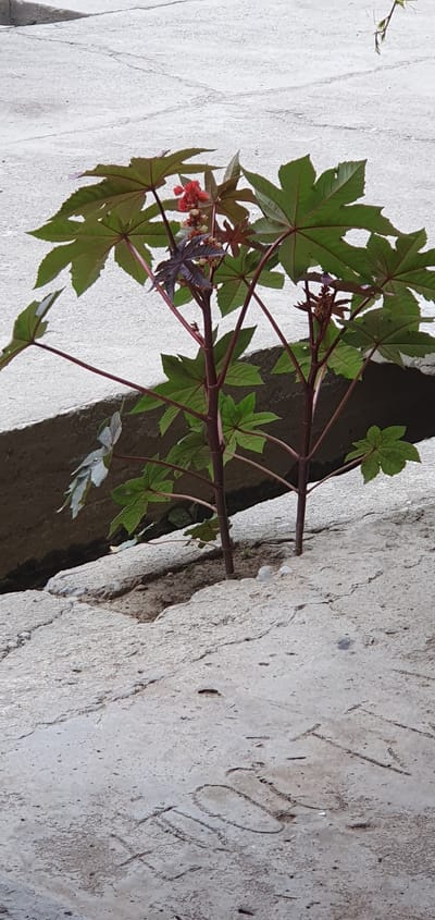 This is a vertical, close-up, outdoor photograph of a plant growing out of a crack in a concrete structure. The plant has large, palmate, green leaves with reddish-brown stems. There are also clusters of small red flowers and developing seed pods visible on some of the stems. The concrete surface is rough and textured, with visible cracks and some staining. The overall lighting suggests it is daytime, with natural light illuminating the scene. The background is dark, indicating a shadowed area or an opening behind the concrete. There is no visible text in the image. The scene depicts a resilient plant finding a way to grow in an urban or constructed environment.