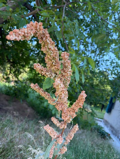 A close-up, vertical shot focuses on a tall, dry, reddish-brown seed stalk in the foreground, with a blurred background of green foliage and a hint of a light-colored structure on the right. The seed stalk is comprised of numerous small, papery seed pods arranged in clusters along its length. The plant appears to be in a natural or semi-wild setting, possibly in Orhei, Moldova, given the hints of outdoor vegetation and rustic structures. The lighting suggests it is daytime, with dappled sunlight filtering through the leaves, creating a soft focus effect. There are no people or animals visible in the frame.
