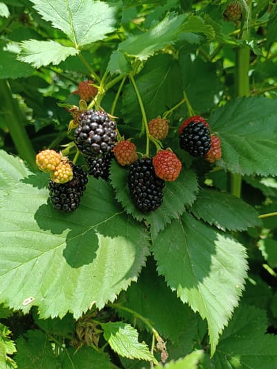 A cluster of ripe and unripe blackberries grows on a vine amidst lush green foliage. Some of the berries are a deep, glossy black, indicating ripeness, while others are a vibrant red or a pale, yellowish-green, signifying stages of development. The leaves of the vine are broad and serrated, with some bearing evidence of insect activity or minor damage. The lighting suggests a sunny day, casting dappled shadows on the leaves. The scene appears to be in a natural outdoor setting, possibly a garden or a wild patch of vegetation. There are no people or animals visible in the image. The overall impression is one of natural growth and abundance. The location is identified as Nezavertaylovka, Moldova.